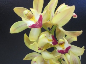 green cymbidium orchids